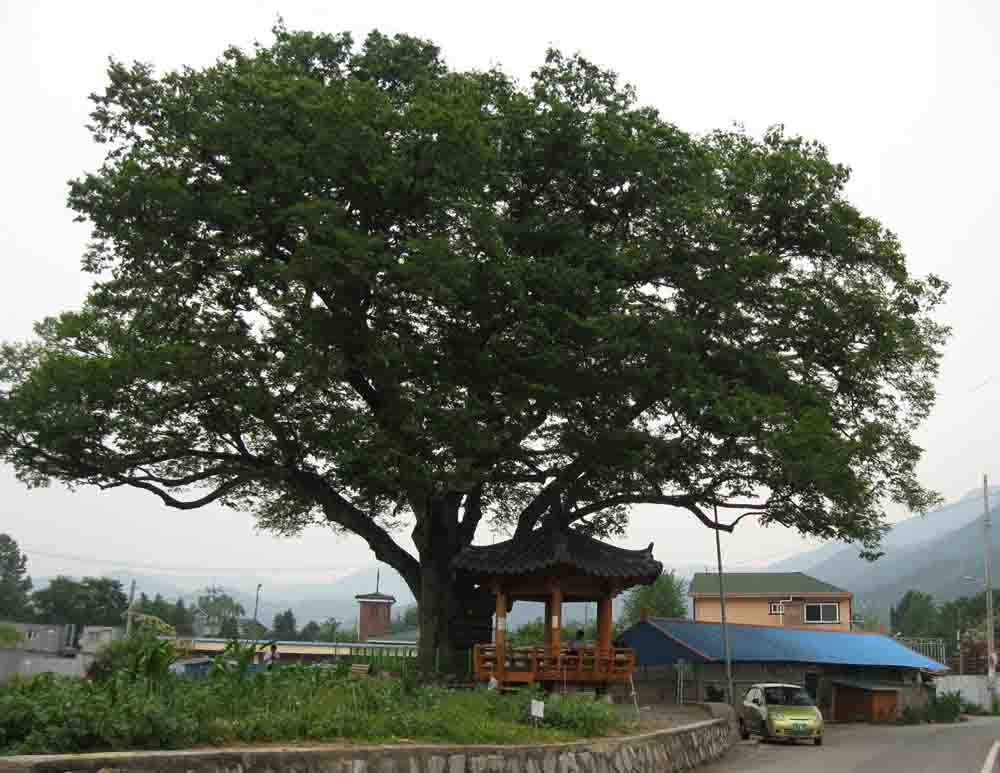 20130622-7.7 보호수 - 1720년 식재한 수고 22m의 느티나무 @청평.JPG