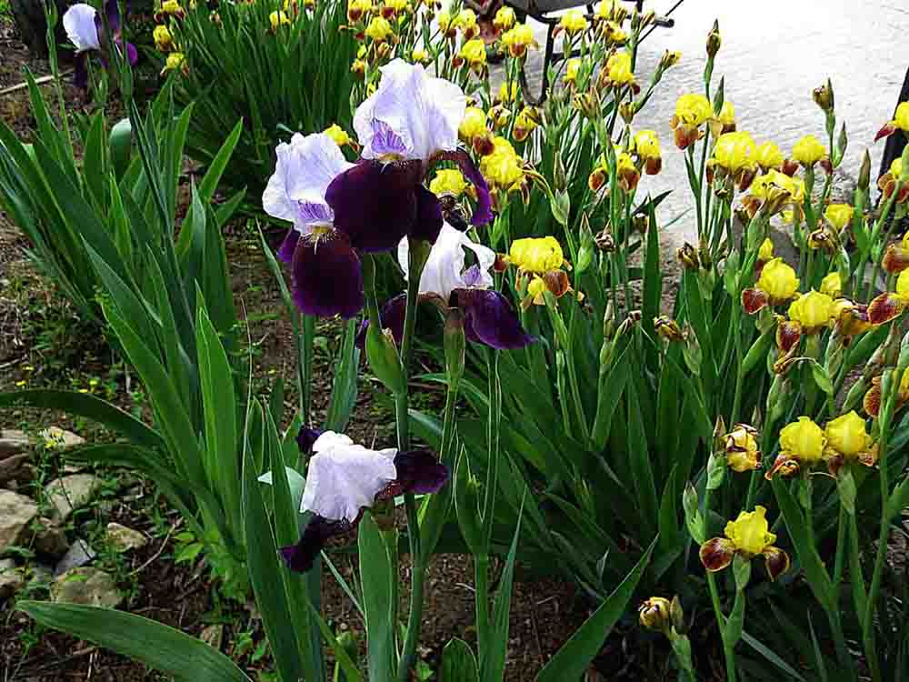 20130526-1.2e 난초 @송면휴게소 IMG_1617.jpg