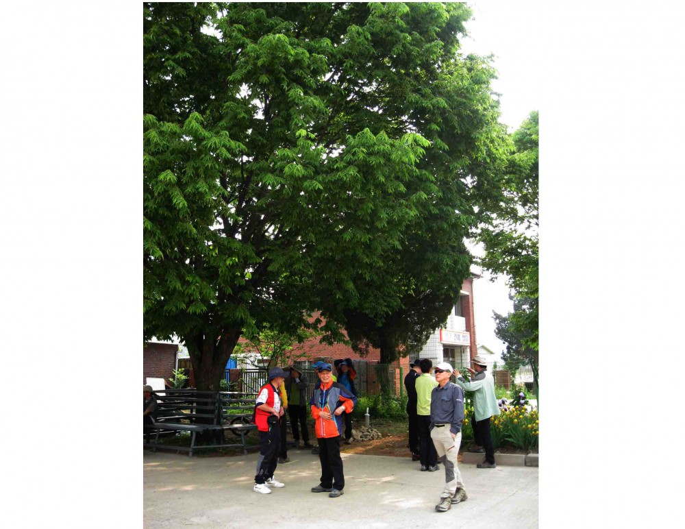 20130526-1.2b 느티나무가 있는 송면휴게소 IMG_1628.jpg