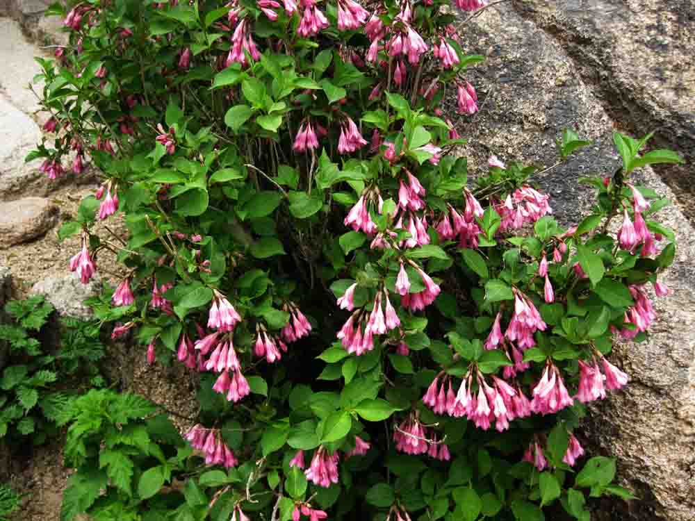 20130526-2.4d 병꽃나무 @문장대.jpg