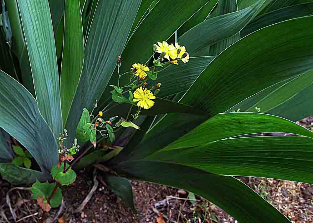 20130526-1.2f 씀바귀 @송면휴게소 IMG_1623.jpg