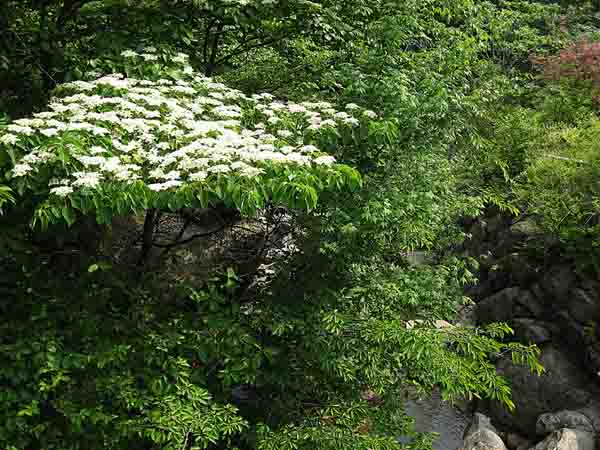 20130526-2.3 층층나무 @속리산국립공원.IMG_1647.jpg