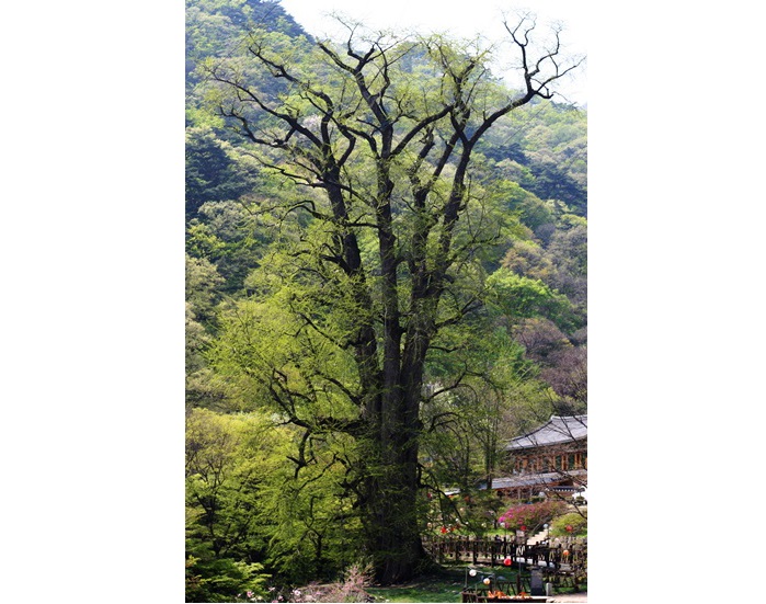 20140418-3.6q1= 용문사 은행나무(수령 1100-1500년, 수고 42m, 뿌리부분 둘레 15.2m).JPG