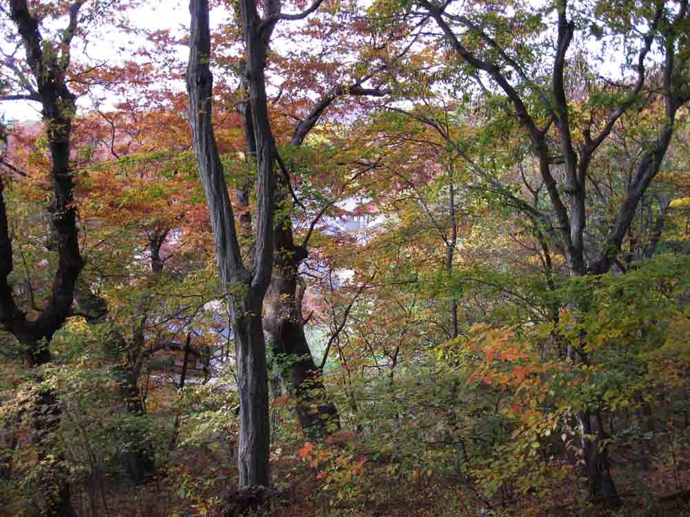 20131108-5.3h 단풍든 나무숲 사이로 보이는 개심사 @산신각 인근에서 본 풍경.jpg