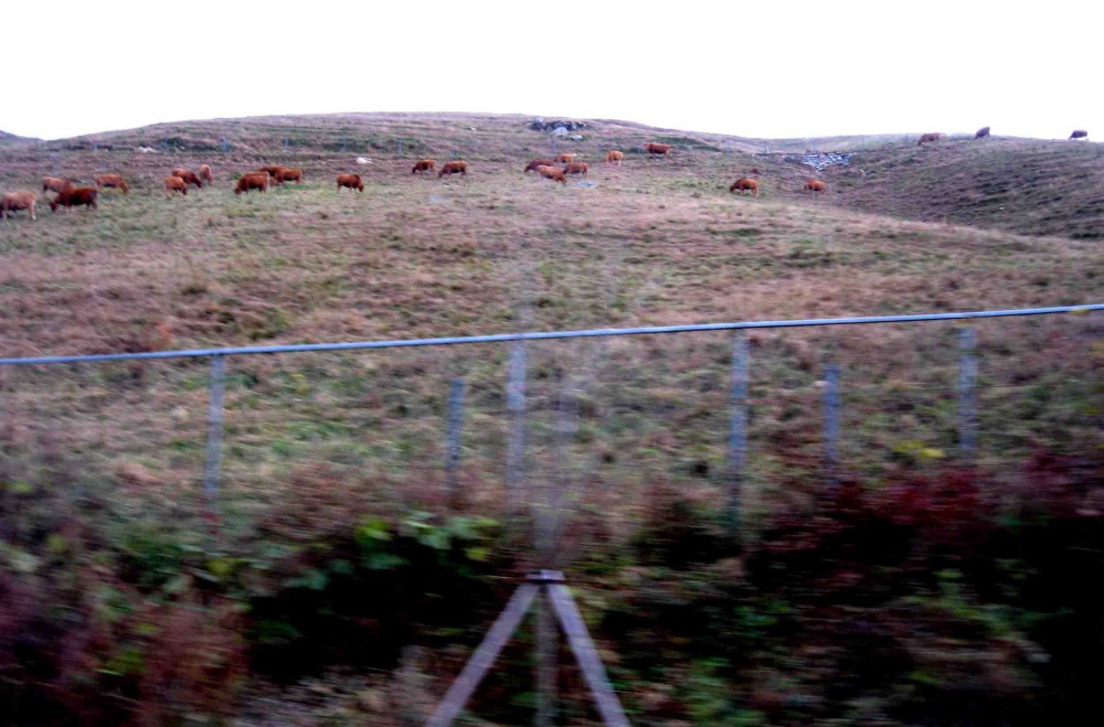 20131108-4.3 서산종축목장(옛 '삼화목장') @개심사 가는 길.jpg